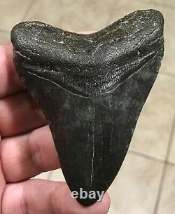 Awesome 3.78 x 2.86 Megalodon Shark Tooth Fossil SEE ALL PICS