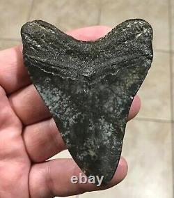 Awesome 3.78 x 2.86 Megalodon Shark Tooth Fossil SEE ALL PICS