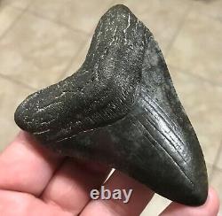 Awesome 3.78 x 2.86 Megalodon Shark Tooth Fossil SEE ALL PICS