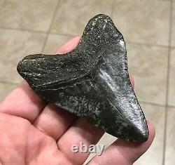 Awesome 3.78 x 2.86 Megalodon Shark Tooth Fossil SEE ALL PICS