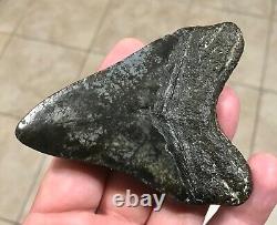 Awesome 3.78 x 2.86 Megalodon Shark Tooth Fossil SEE ALL PICS