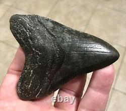 Awesome 3.78 x 2.86 Megalodon Shark Tooth Fossil SEE ALL PICS