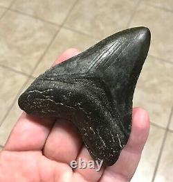 Awesome 3.78 x 2.86 Megalodon Shark Tooth Fossil SEE ALL PICS