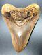 Awesome 5.2 Indonesian Megalodon Fossil Shark Teeth, Awesome Real Tooth