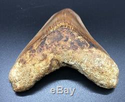 Awesome 5.2 Indonesian MEGALODON Fossil Shark Teeth, awesome REAL tooth