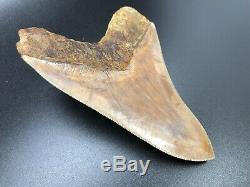 Awesome 5.2 Indonesian MEGALODON Fossil Shark Teeth, awesome REAL tooth