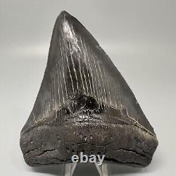Awesome Black Serrated 5.08 Fossil MEGALODON Shark Tooth USA Great Tooth