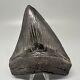 Awesome Black Serrated 5.08 Fossil Megalodon Shark Tooth Usa Great Tooth