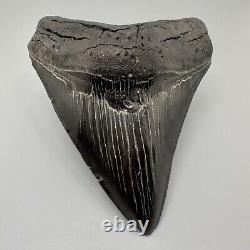 Awesome Black Serrated 5.08 Fossil MEGALODON Shark Tooth USA Great Tooth