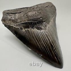 Awesome Black Serrated 5.08 Fossil MEGALODON Shark Tooth USA Great Tooth