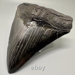 Awesome Black Serrated 5.08 Fossil MEGALODON Shark Tooth USA Great Tooth