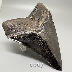 Awesome Black Serrated 5.08 Fossil MEGALODON Shark Tooth USA Great Tooth