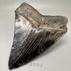 Awesome Black Serrated 5.08 Fossil MEGALODON Shark Tooth USA Great Tooth