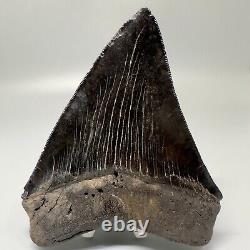 Awesome Black Serrated 5.08 Fossil MEGALODON Shark Tooth USA Great Tooth