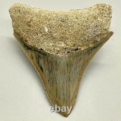 Awesome Gray sharply serrated 3.49 Fossil INDONESIAN MEGALODON Shark Tooth