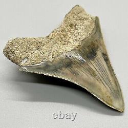 Awesome Gray sharply serrated 3.49 Fossil INDONESIAN MEGALODON Shark Tooth