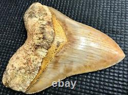 Awesome shaped 5.39 Indonesian MEGALODON Fossil Shark Teeth, REAL tooth