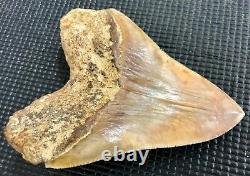 Awesome shaped 5.39 Indonesian MEGALODON Fossil Shark Teeth, REAL tooth