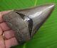 Beautifully Serrated Megalodon Shark Tooth 4 & 3/8 In. Real Fossil Ga