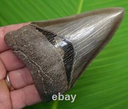BEAUTIFULLY SERRATED MEGALODON SHARK TOOTH 4 & 3/8 in. REAL FOSSIL GA