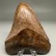 Beautiful Colors 4.25 Fossil Megalodon Shark Tooth Unique Georgia Meg