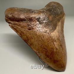 BEAUTIFUL COLORS 4.25 Fossil MEGALODON Shark Tooth Unique Georgia Meg