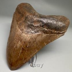 BEAUTIFUL COLORS 4.25 Fossil MEGALODON Shark Tooth Unique Georgia Meg