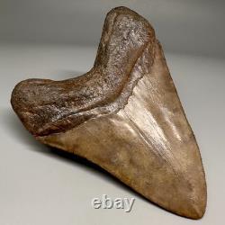 BEAUTIFUL COLORS 4.25 Fossil MEGALODON Shark Tooth Unique Georgia Meg