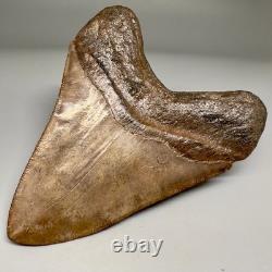 BEAUTIFUL COLORS 4.25 Fossil MEGALODON Shark Tooth Unique Georgia Meg