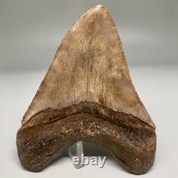 BEAUTIFUL COLORS 4.25 Fossil MEGALODON Shark Tooth Unique Georgia Meg