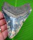 Beautiful Colors Megalodon Shark Tooth 4.22 In. Real Fossil
