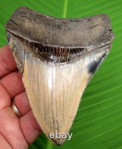 BEAUTIFUL COLORS MEGALODON SHARK TOOTH 4.22 in. REAL FOSSIL