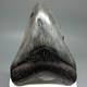 Beautiful Colors Serrated 3.30 Fossil Megalodon Shark Tooth Usa