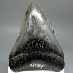BEAUTIFUL COLORS Serrated 3.30 Fossil MEGALODON Shark Tooth USA