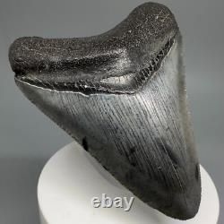 BEAUTIFUL COLORS Serrated 3.30 Fossil MEGALODON Shark Tooth USA
