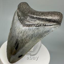 BEAUTIFUL COLORS Serrated 3.30 Fossil MEGALODON Shark Tooth USA