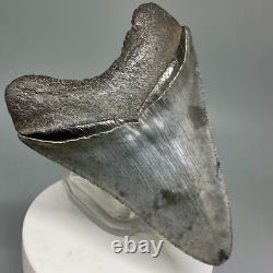 BEAUTIFUL COLORS Serrated 3.30 Fossil MEGALODON Shark Tooth USA