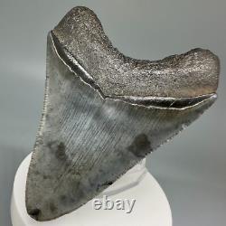 BEAUTIFUL COLORS Serrated 3.30 Fossil MEGALODON Shark Tooth USA