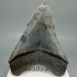 BEAUTIFUL COLORS Serrated 3.30 Fossil MEGALODON Shark Tooth USA