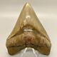 Beautiful High Quality Sharply Serrated 4.46 Fossil Megalodon Tooth- Usa