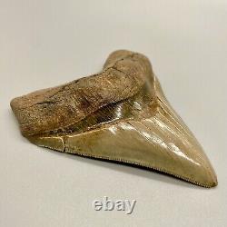 BEAUTIFUL High Quality Sharply Serrated 4.46 Fossil MEGALODON Tooth- USA