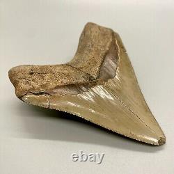 BEAUTIFUL High Quality Sharply Serrated 4.46 Fossil MEGALODON Tooth- USA