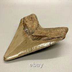 BEAUTIFUL High Quality Sharply Serrated 4.46 Fossil MEGALODON Tooth- USA