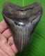 Beautiful Megalodon Shark Tooth 4 & 13/16 In. Serrated With Free Stand