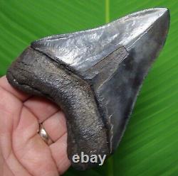 BEAUTIFUL MEGALODON SHARK TOOTH 4 & 13/16 in. SERRATED with FREE STAND