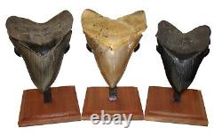 BEAUTIFUL MEGALODON SHARK TOOTH 4 & 13/16 in. SERRATED with FREE STAND