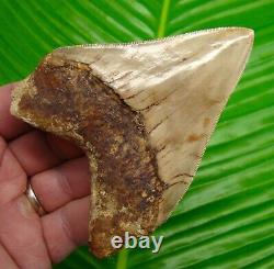 BEAUTIFUL MEGALODON SHARK TOOTH 4 & 1/4 in. REAL FOSSIL SUPER SERRATED