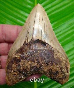 BEAUTIFUL MEGALODON SHARK TOOTH 4 & 1/4 in. REAL FOSSIL SUPER SERRATED