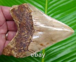 BEAUTIFUL MEGALODON SHARK TOOTH 4 & 1/4 in. REAL FOSSIL SUPER SERRATED