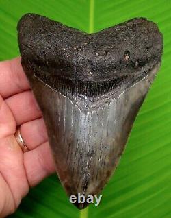 BEAUTIFUL MEGALODON SHARK TOOTH 4 & 5/8 in. REAL FOSSIL with FREE STAND